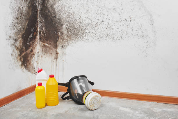 Best Emergency Mold Removal  in Stagecoach, NV