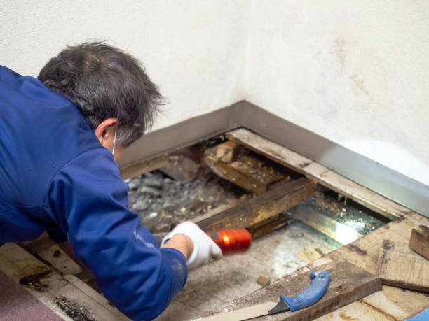 Best Mold Remediation Experts  in Stagecoach, NV
