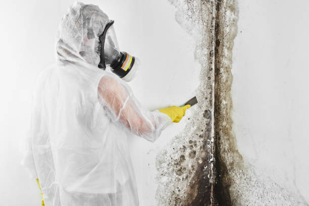 Best Toxic Mold Removal  in Stagecoach, NV