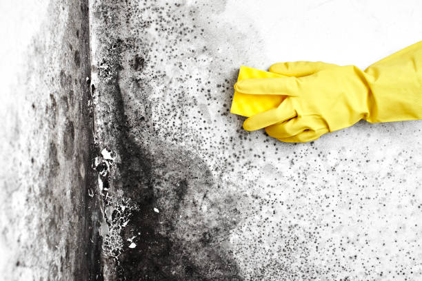 Best Attic Mold Removal  in Stagecoach, NV