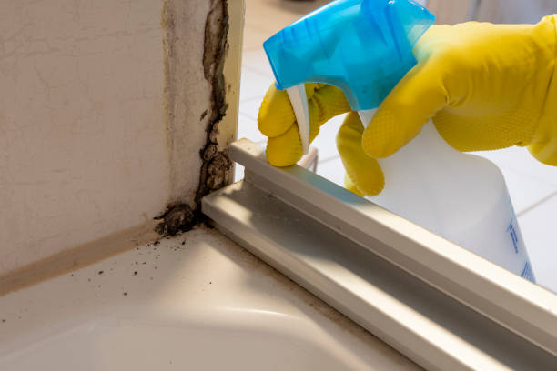 Best Local Mold Removal Service  in Stagecoach, NV