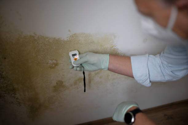Home Mold Removal in Stagecoach, NV