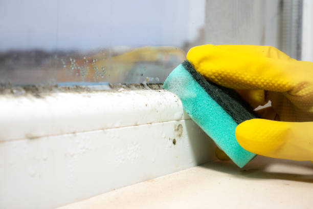 Best Crawl Space Mold Removal  in Stagecoach, NV