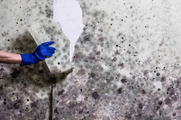 Best Mold Removal Company Near Me  in Stagecoach, NV