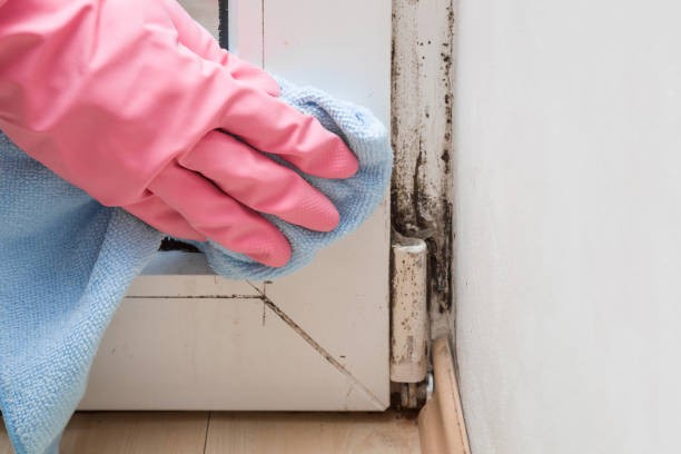 Best Commercial Mold Removal  in Stagecoach, NV