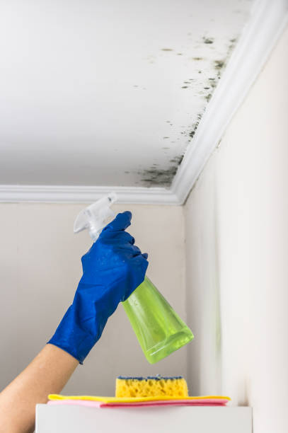 Best Mold Testing and Removal  in Stagecoach, NV
